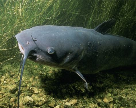 The Ultimate Guide to Noodling for Catfish: Tips and Techniques.
